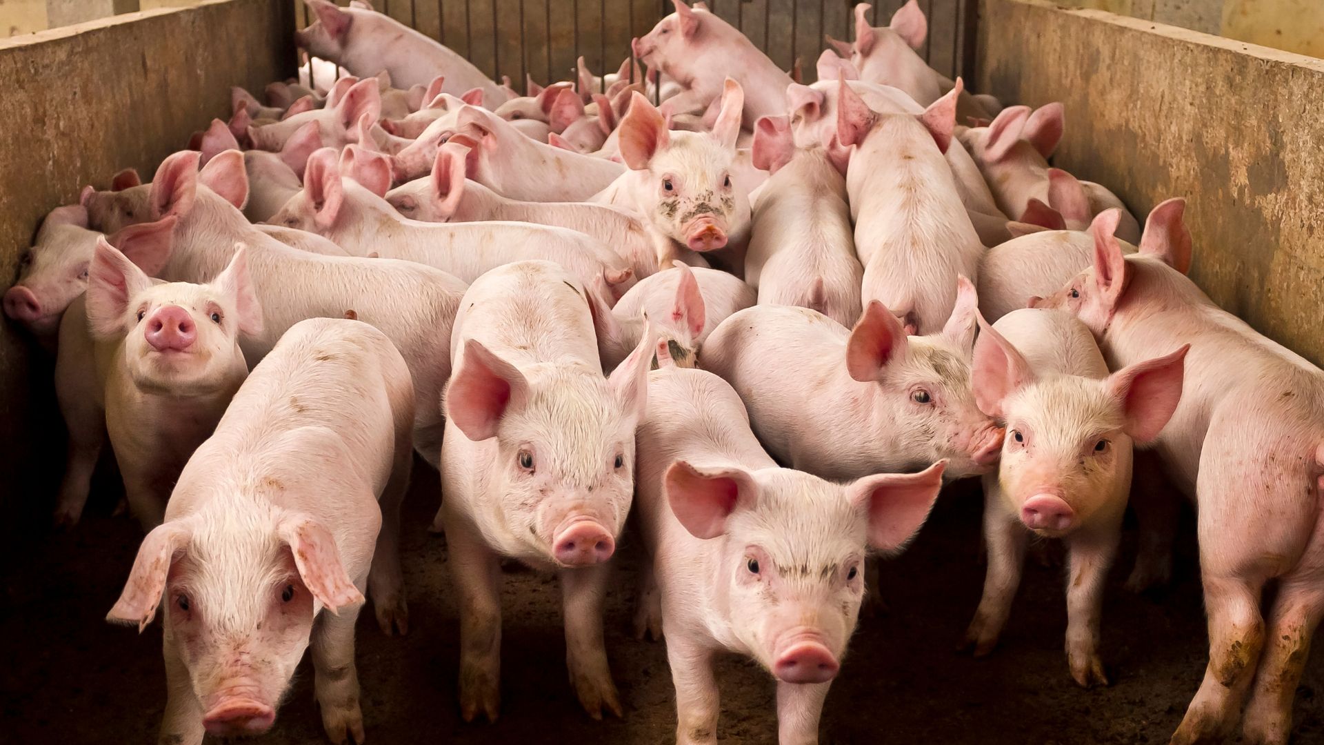 Schweinepreise steigen wegen Knappheit – und das bleibt so