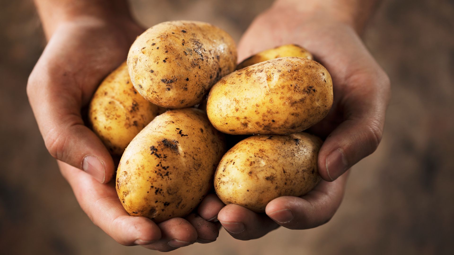 Potato Europe 2022 – Der Treffpunkt für Kartoffelanbauer