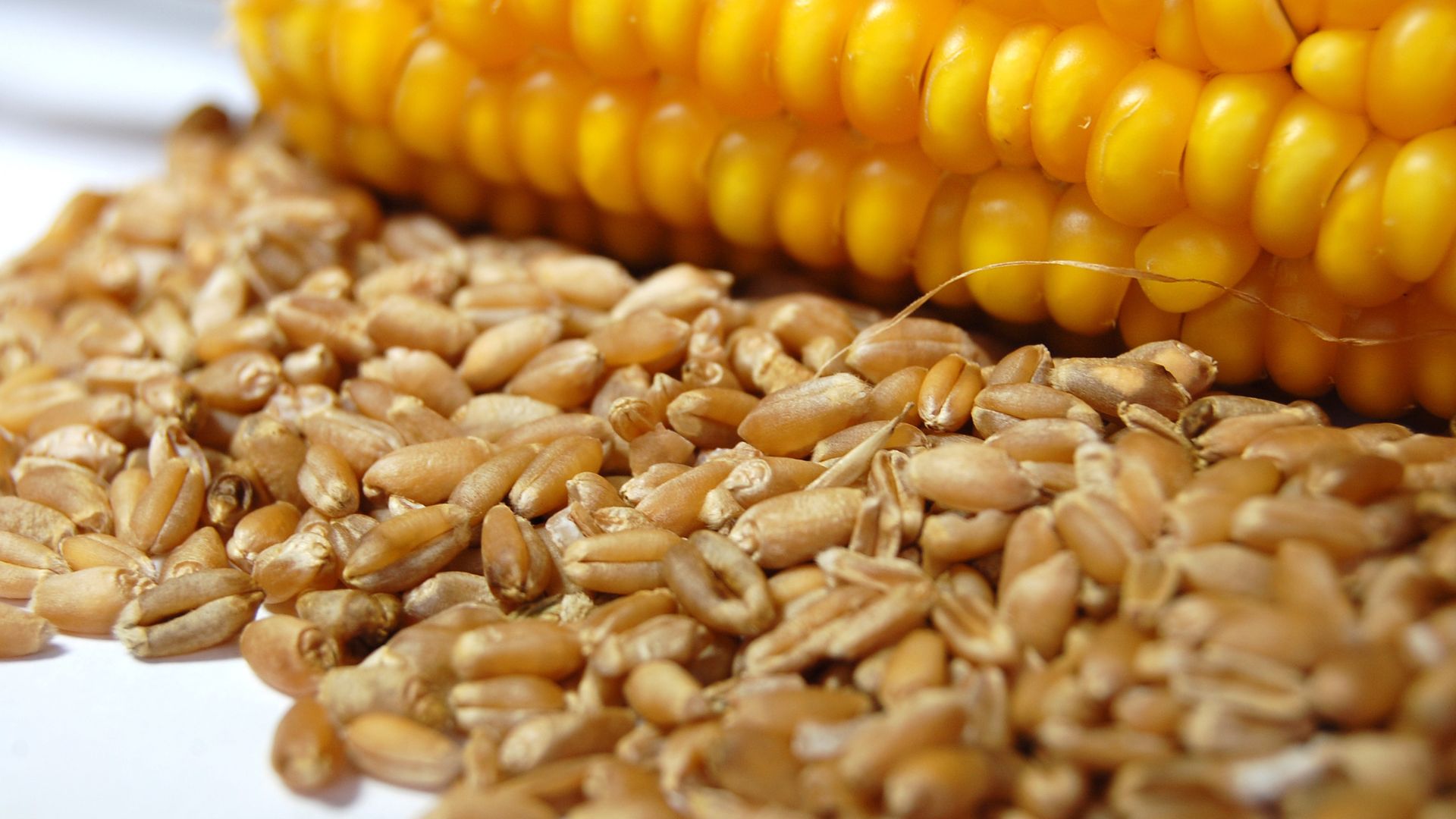 Getreidemärkte Weizen und Mais driften auseinander