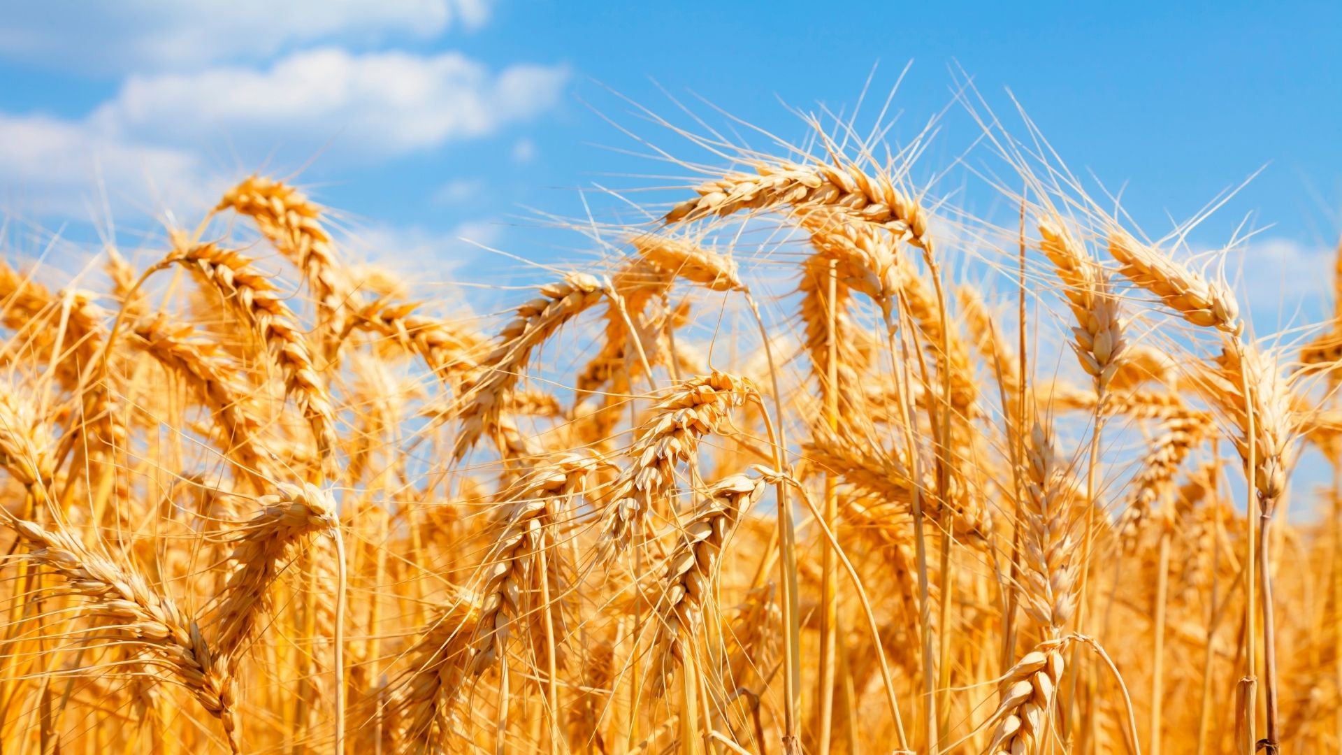 Getreidemärkte: Weizen baut Gewinne aus