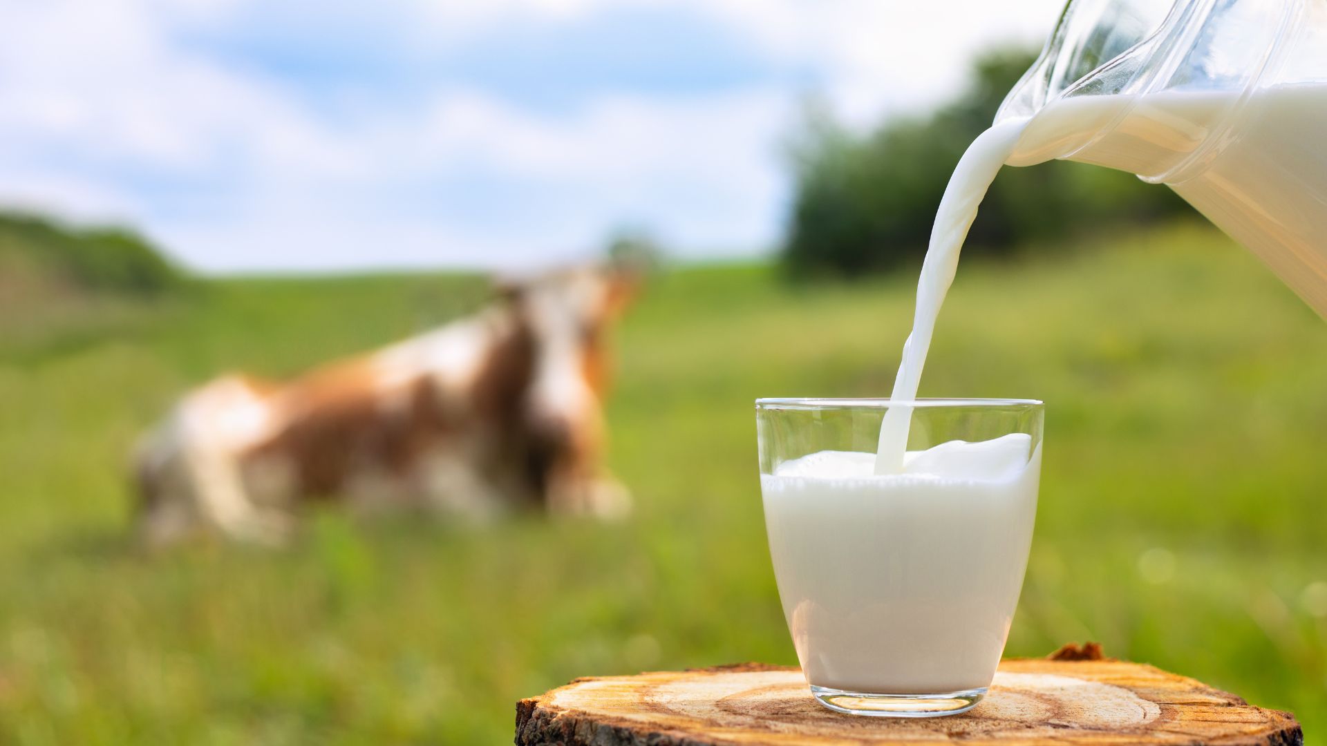 Arla-Milchbauern bekommen Nachzahlung – Milchmenge geht zurück