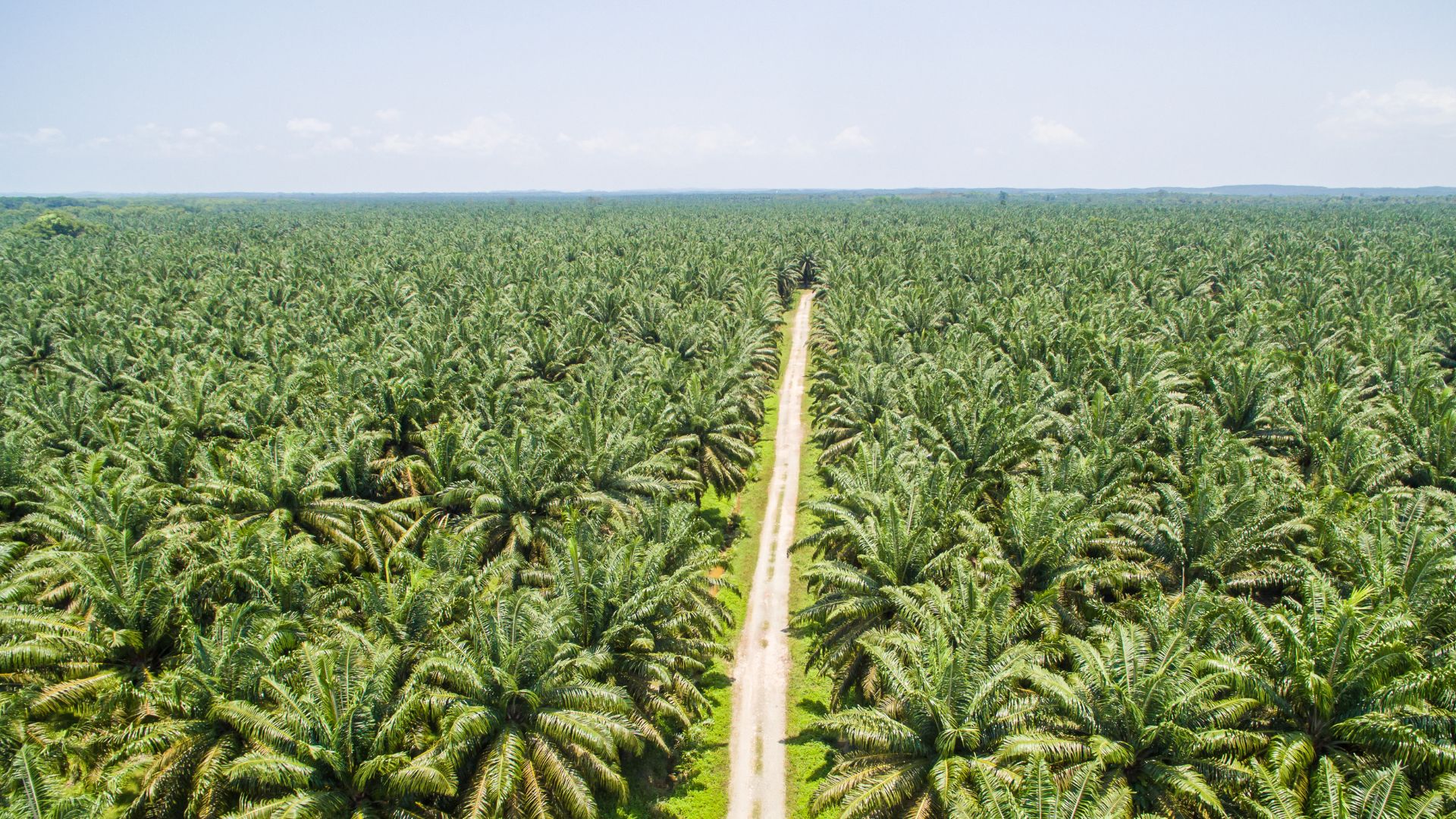 Nestlé kauft nicht mehr bei indonesischem Palmöl-Hersteller AAL ein