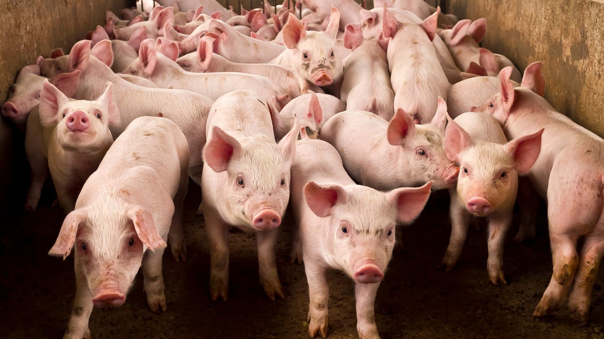 Schweinepreise in China steigen kräftig – Peking steuert gegen