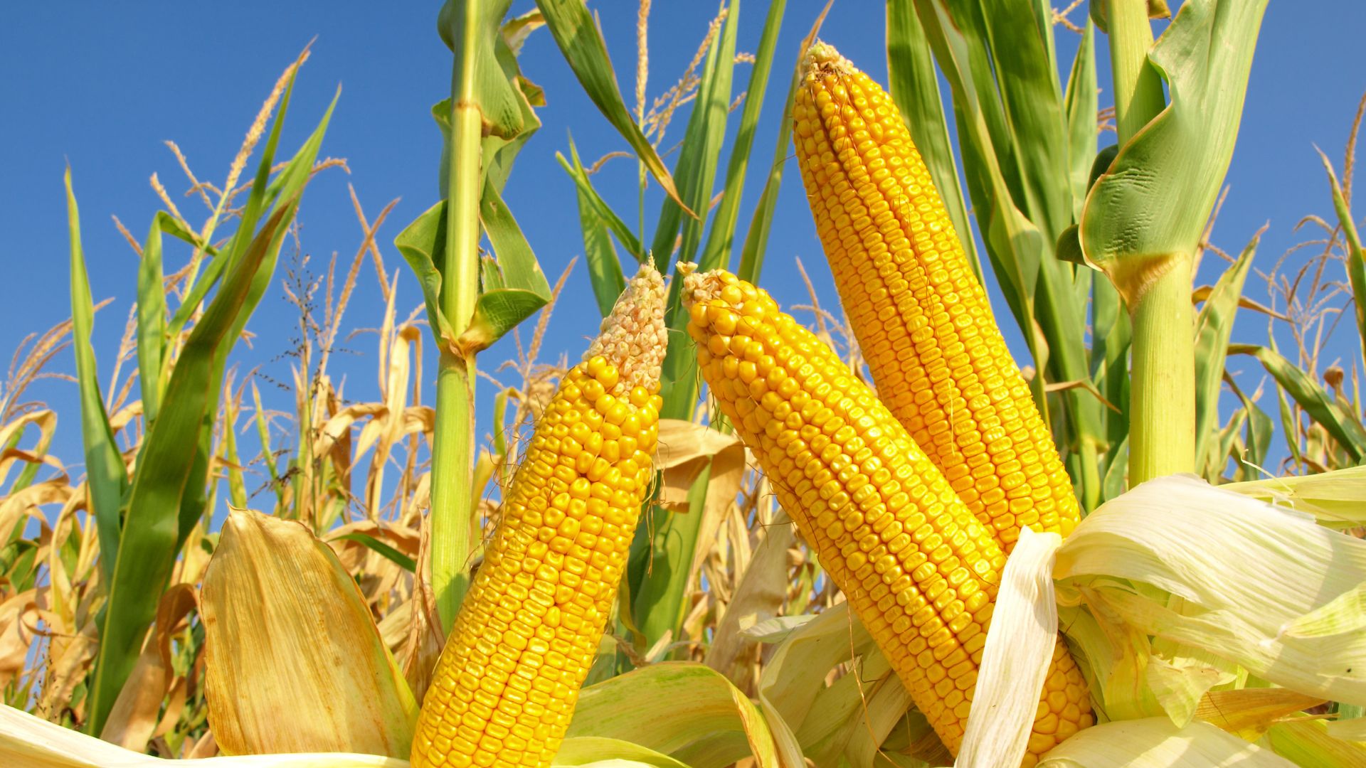 Getreidemärkte Mais zum Wochenausklang fester