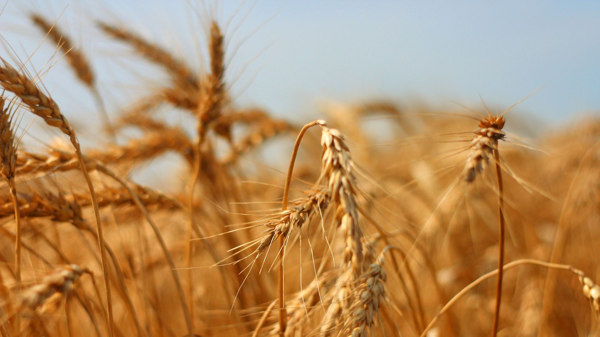 Getreidemärkte Weizen zum Wochenstart uneins