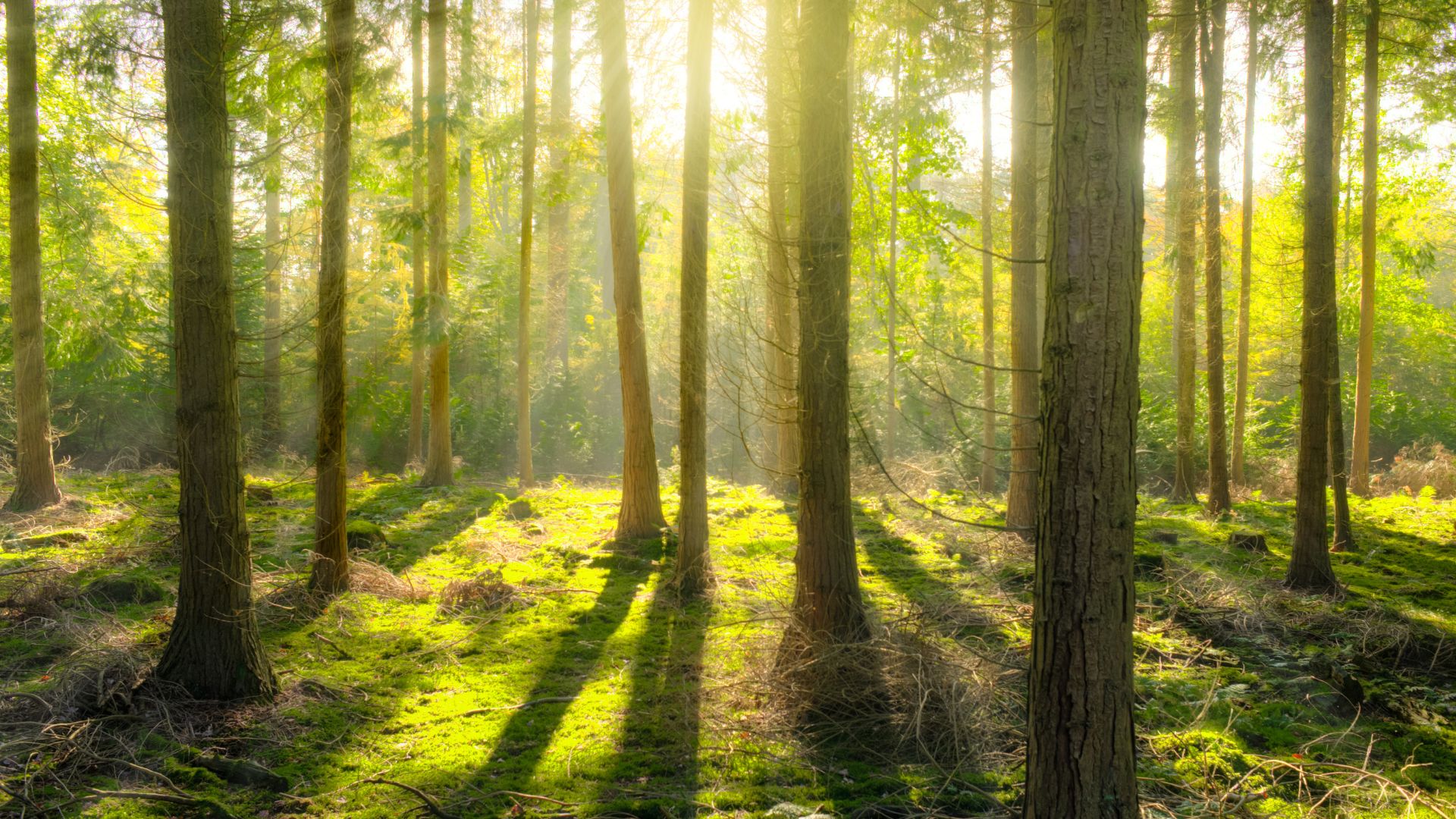 Deutschland unterstützt den Waldschutz mit einer weiteren Milliarde