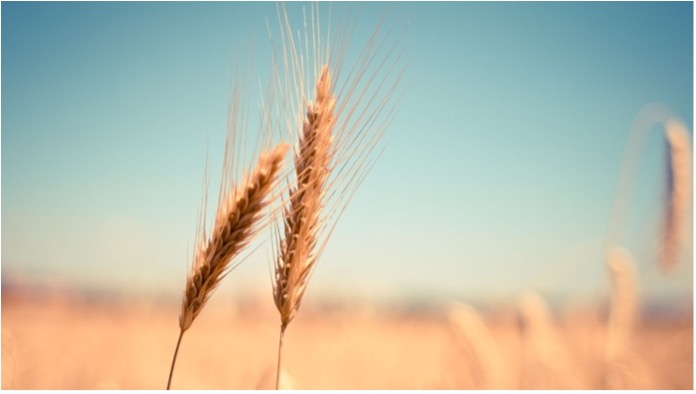 Getreidemärkte EU-Weizen in den USA gefragt