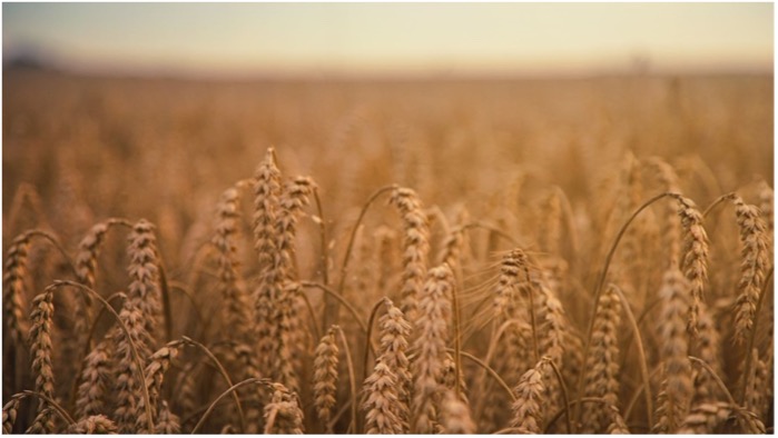 Getreidemärkte Weizensorgen nach US-Kälteeinbruch