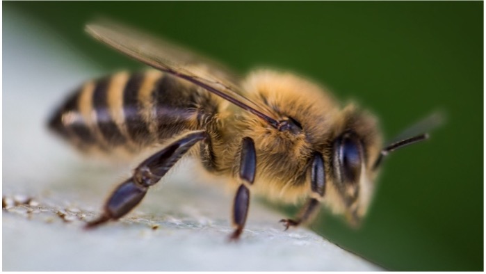 Erste Bienen bereits unterwegs - Imker besorgt