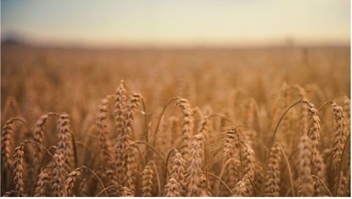 Getreidemärkte Weizen atmet nach 15-Monats-Tief auf