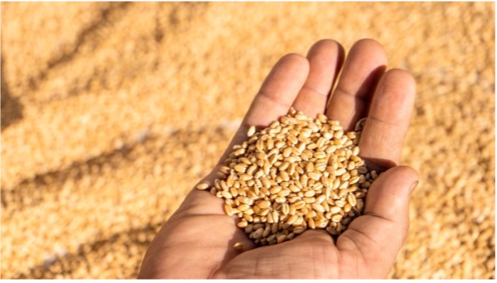 Getreidemärkte Weizen weltweit unter Druck