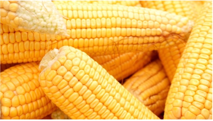 Getreidemärkte Bärischer Mais lastet auf Weizen