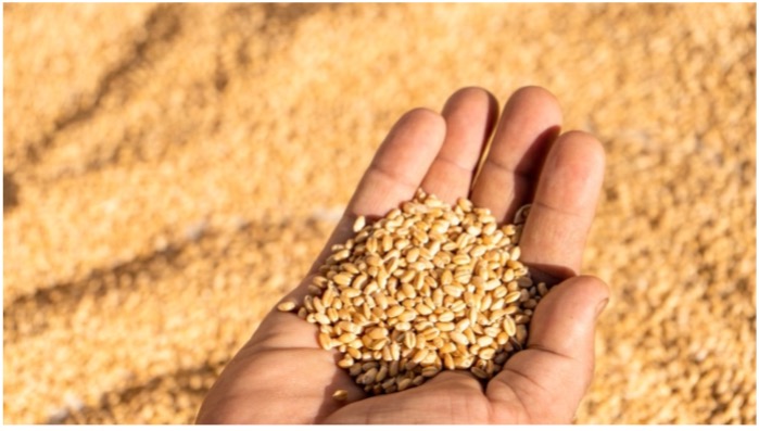 Getreidemärkte Weizen-Erholung gewinnt an Fahrt