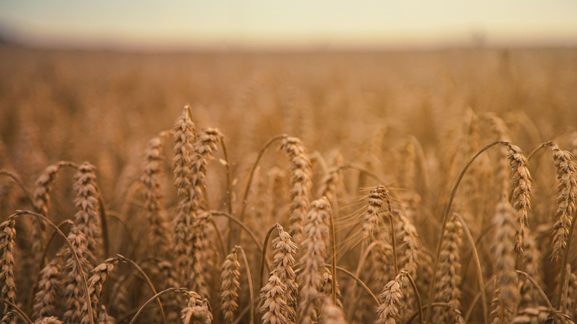 Getreidemärkte Gemischte Vorzeichen im Weizen-Handel