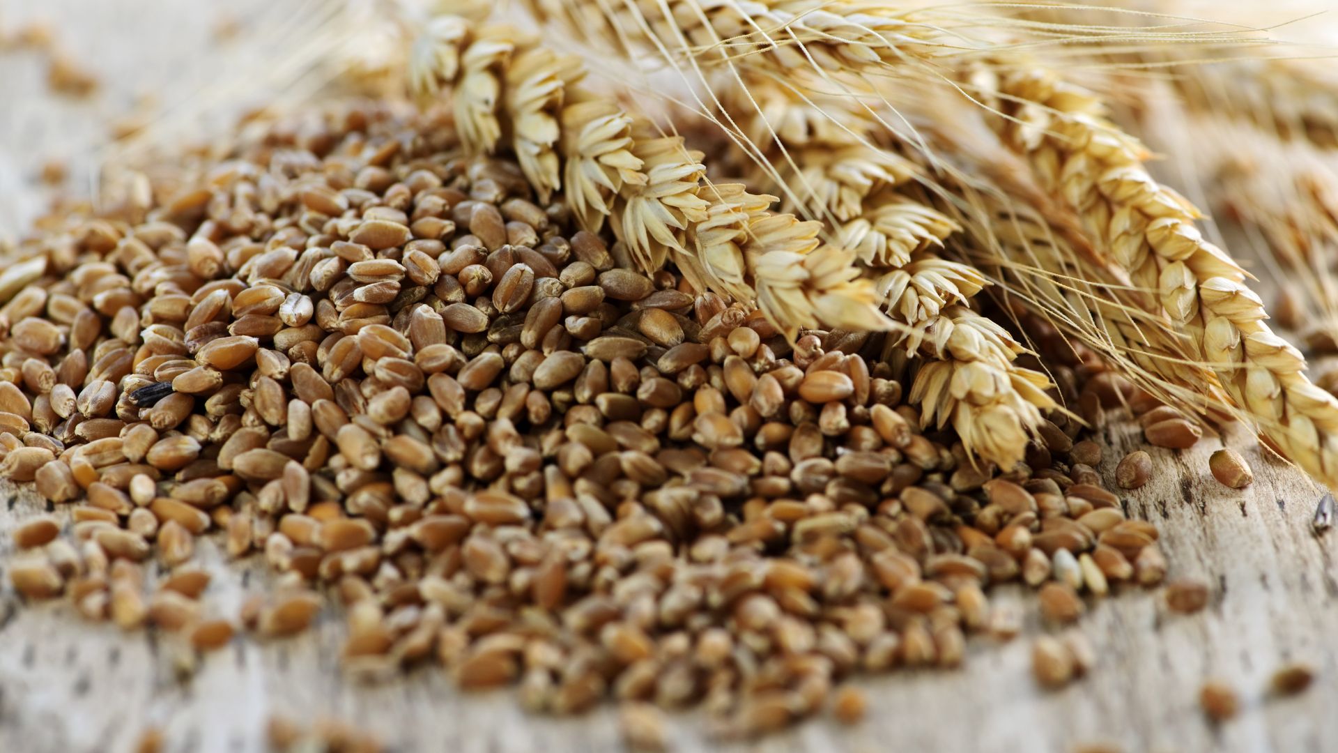 Getreidemärkte Chicago-Weizen unterbricht Talfahrt